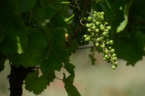 Najsevernejší oficiálne registrovaný vinohrad na S