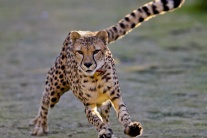 Gepard v zajatí