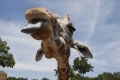 Najstaršia žirafia samica v bratislavskej ZOO náhle uhynula