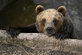 Mimoriadnu situáciu pre medvede vyhlásili v okrese Kysucké Nové Mesto