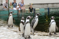 Kŕdeľ tučniakov v košickej ZOO sa rozrástol o dve 