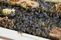 Na jar pribudli v Nitre nové včelie úle