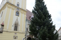 Hlavné námestie v Bratislave má vianočný stromček