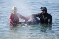 Záchrana veľryby v Aténach