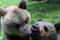 Veľká Lomnica upozorňuje na výskyt medveďa v zastavanom území