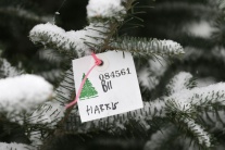 Predaj vianočných stromčekov v americkej Iowe