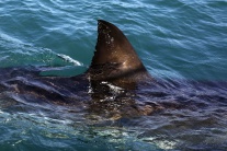 JAR príroda oceán žralok biely výskum ZAF Gansbaai