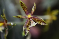 Orchideová krása v Košiciach 