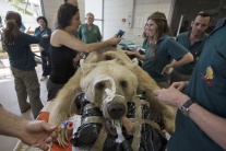 Medveď podstúpil jedinečnú operáciu