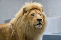 Leva Sambu uvidia návštevníci zoo aj vonku, čaká ho stretnutie s Jawou