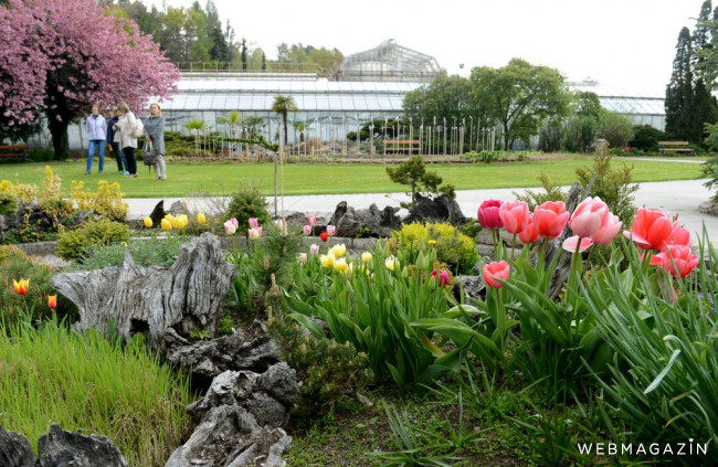Botanická záhrada v Košiciach počas DOD ponúka aj prebytky rastlín