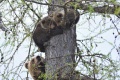 V Žiari nad Hronom spozorovali vodiacu medvedicu s mladými 