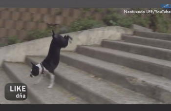 LIKE DŇA: Zabavte sa na psoch, ktorí nemajú radi schody
