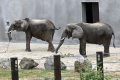 Slonice Maja a Gula z bojnickej zoo čakajú 40. narodeniny