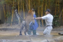 Tiger sumatranský, napadnutie 