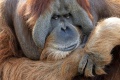 V Indonézii zachránili pred lesnými požiarmi desiatky orangutanov
