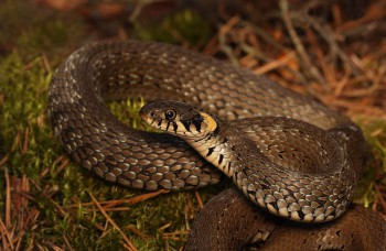 Vedci objavili v Európe nový druh hada, v tíme bol aj Slovák