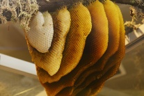 Včelárstvo