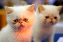 Aké roztomilé mačiatka a šteniatka