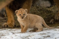 Lev, mláďatá 