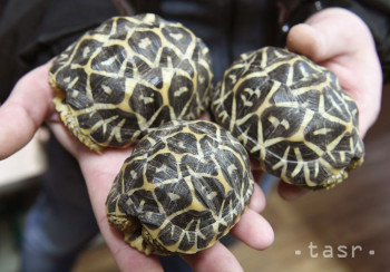 Levičania môžu pomôcť pri mapovaní nepôvodných druhov korytnačiek