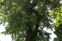 Vzácny strom v Mestskom parku v Košiciach