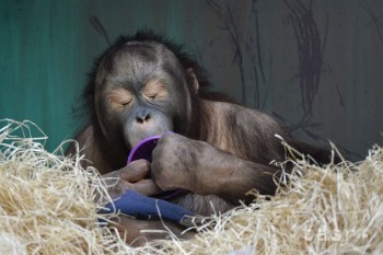 V bratislavskej zoo sa narodilo mláďa orangutana sumatrianskeho