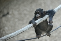 Adopcia šimpanza v bratislavskej zoologickej záhra