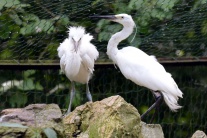 Slovensko príroda zoologická záhrada Kavečany prír
