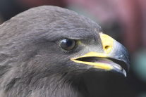 Vypustenie orla krikľavého do voľnej prírody