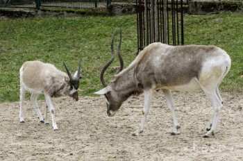 V bojnickej zoo pribudla dvojica mláďat antilopy vranej