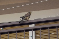 Mláďatá sokola na balkóne