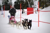 Festival Snežné psy