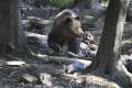 O novele týkajúcej sa regulácie medveďov budú rokovať zrýchlene