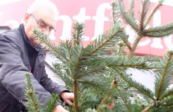 VIDEO: Je ekologickejší umelý či živý vianočný stromček?