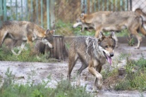 Vlky v bratislavskej ZOO