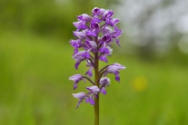 Krása slovenských orchideí