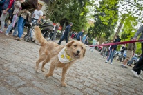 V Horskom parku si možno adoptovať psíkov