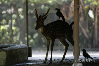 Jeleň stojí v tieni počas horúceho dňa v zoologickej záhrade Alipore v indickej Kalkate v piatok 3. mája 2024. 