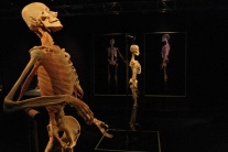 Výstava Human Body Bratislava