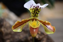 Orchideová krása v Košiciach 