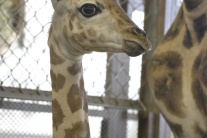 Samček žirafy Rotschildovej