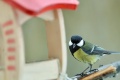Ochrana dravcov: Skorá jar znamená riziko pre niektoré druhy vtáctva