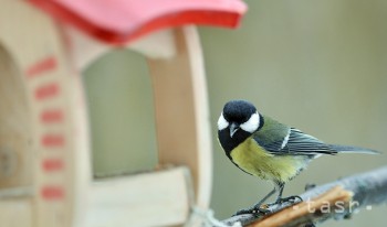 OTESTUJTE SA: Ktoré vtáky sú sťahovavé a ktoré na zimu zostávajú?