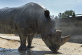 Svetový deň nosorožcov si pripomenie aj bratislavská zoo