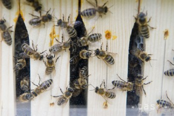 V Ružinove začne svoju púť mobilný včelín