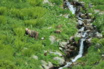 Pozorovanie medveďov v Západných Tatrách