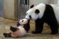 Siang Siang, zoo, mláďa, panda