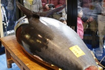 Rekordná aukcia tuniaka v Japonsku