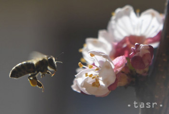 Apiterapia je témou tohtoročného Trnavského včelárskeho festivalu
